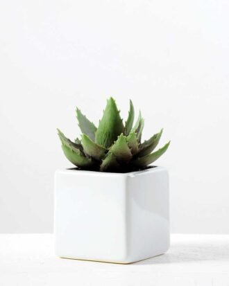 15CM desert plant in ceramics pot GS-3030095