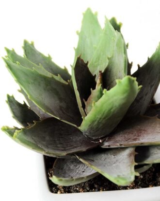 15CM desert plant in ceramics pot GS-3030095