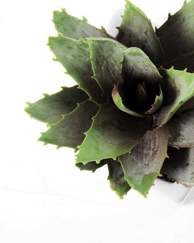 15CM desert plant in ceramics pot GS-3030095