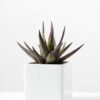 desert plant in ceramics pot GS-3030096A