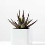 desert plant in ceramics pot GS-3030096A