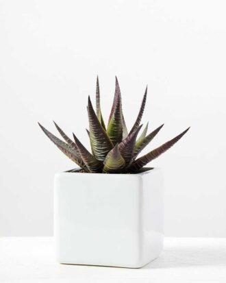 desert plant in ceramics pot GS-3030096A