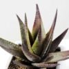 desert plant in ceramics pot GS-3030096A