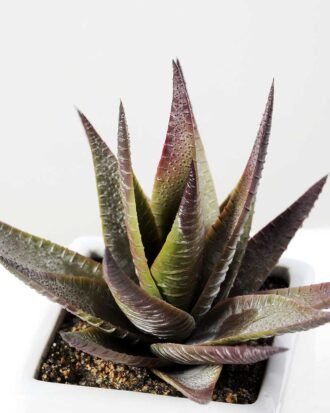 desert plant in ceramics pot GS-3030096A