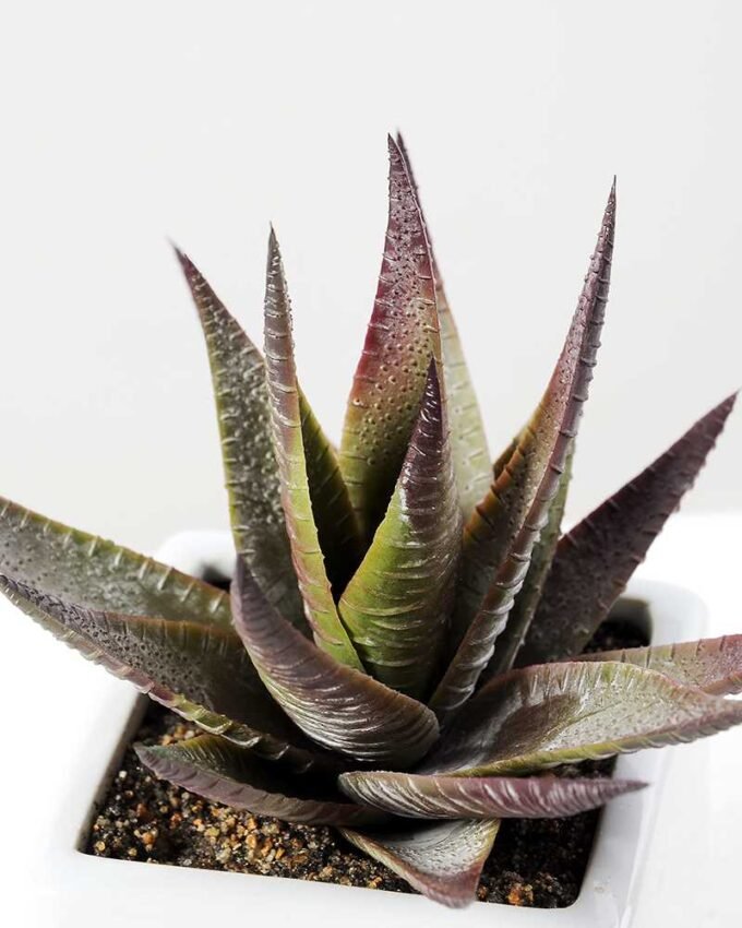 desert plant in ceramics pot GS-3030096A