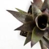 desert plant in ceramics pot GS-3030096A