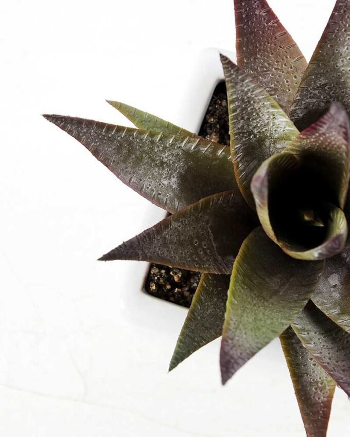desert plant in ceramics pot GS-3030096A