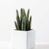 desert plant in ceramics pot GS-3030097A