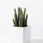 desert plant in ceramics pot GS-3030097A