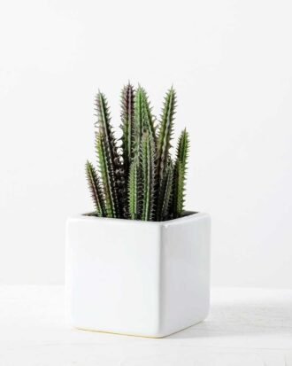 desert plant in ceramics pot GS-3030097A