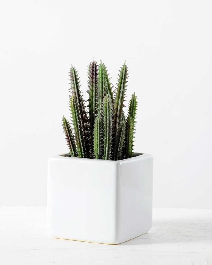 desert plant in ceramics pot GS-3030097A