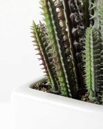 desert plant in ceramics pot GS-3030097A