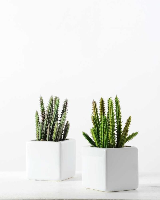 desert plant in ceramics pot GS-3030097A