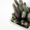 desert plant in ceramics pot GS-3030097A