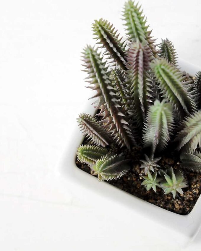 desert plant in ceramics pot GS-3030097A