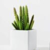 19CM desert plant in ceramics pot GS-3030097