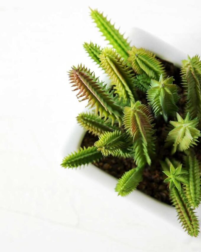 19CM desert plant in ceramics pot GS-3030097