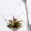 Dia.:11cm H:11cm  Succulent in glass  GS-3030111