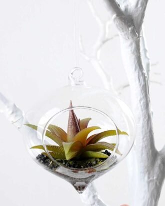 Dia.:11cm H:11cm  Succulent in glass  GS-3030111