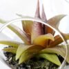Dia.:11cm H:11cm  Succulent in glass  GS-3030111