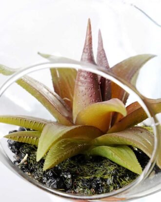Dia.:11cm H:11cm  Succulent in glass  GS-3030111