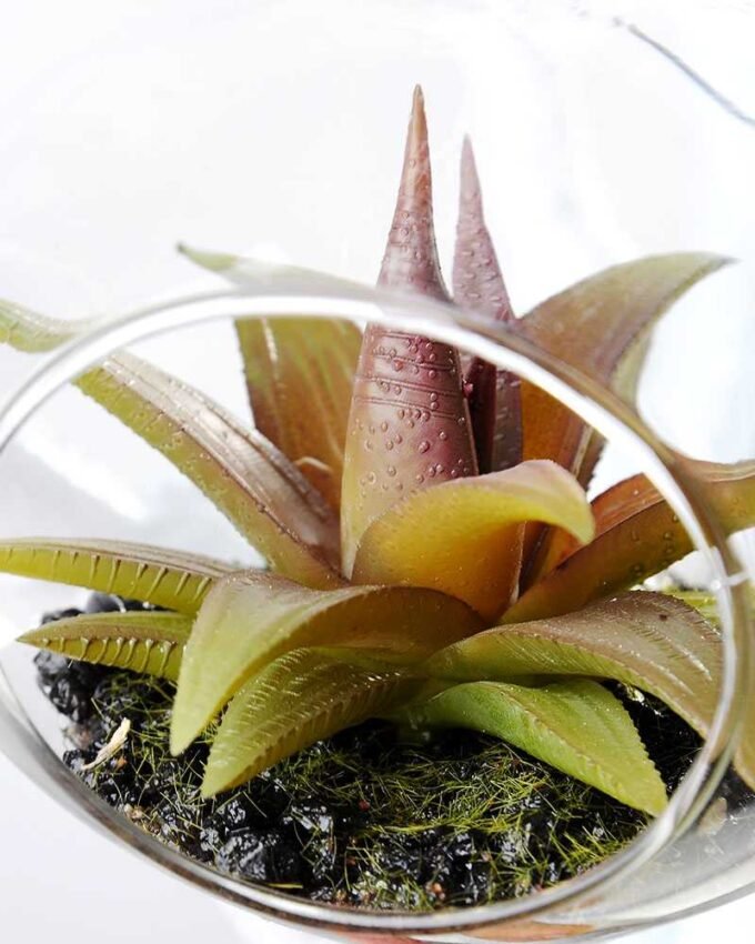 Dia.:11cm H:11cm  Succulent in glass  GS-3030111