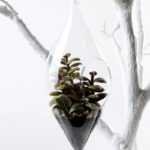 W:9cm H:21cm  Desert plant in glass (without string) GS-3030112