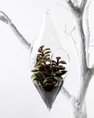W:9cm H:21cm  Desert plant in glass (without string) GS-3030112