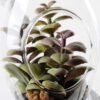 W:9cm H:21cm  Desert plant in glass (without string) GS-3030112