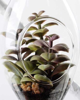 W:9cm H:21cm  Desert plant in glass (without string) GS-3030112