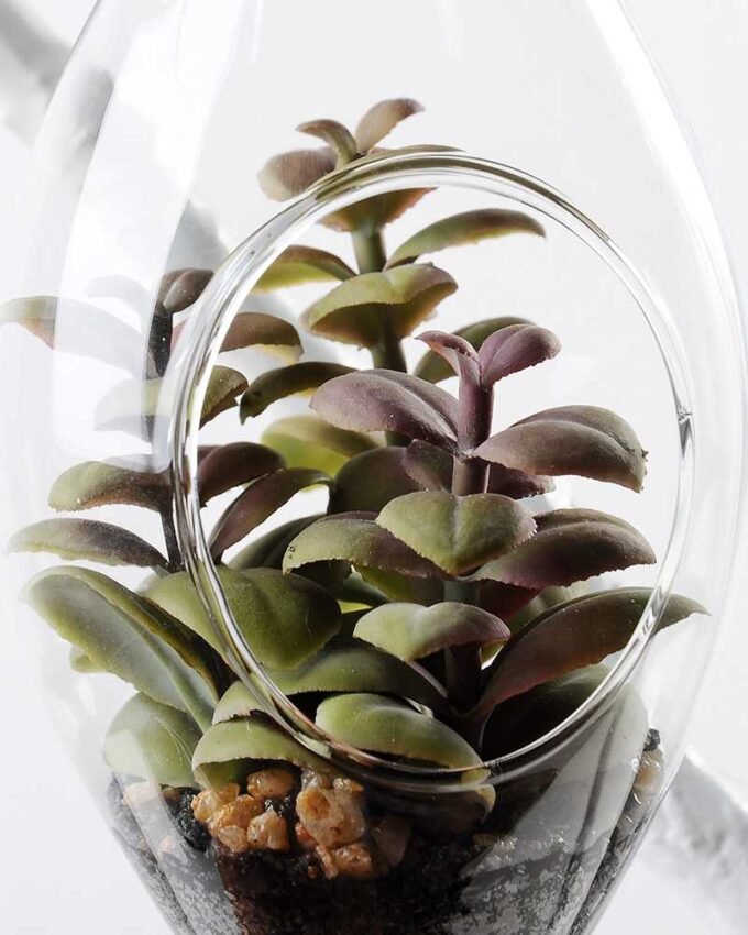 W:9cm H:21cm  Desert plant in glass (without string) GS-3030112