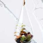W:8.5cm H:20cm  Desert plant in glass (without string) GS-3030119