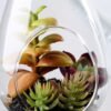 W:8 W:8.5cm H:20cm Desert plant in glass (without string) GS-3030119