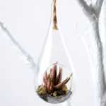 W:7cm H:10cm  Desert plant in glass with string GS-3030121