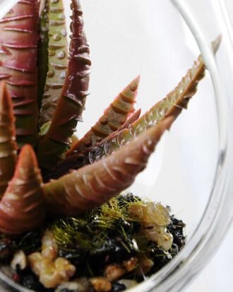 W:7cm H:10cm  Desert plant in glass with string GS-3030121