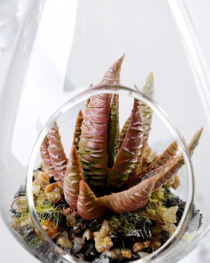 W:7cm H:10cm Desert plant in glass with string GS-3030121 3 W:7cm H:10cm Desert plant in glass with string GS-3030121