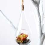 Dia.:7cm H:16cm  Succulent Plant in Glass Ware  GS-3030122
