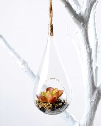 Dia.:7cm H:16cm  Succulent Plant in Glass Ware  GS-3030122