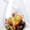Dia.:7cm H:16cm  Succulent Plant in Glass Ware  GS-3030122