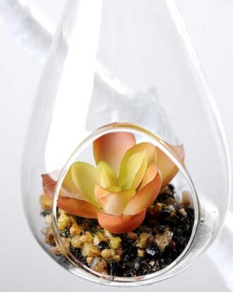 Dia.:7cm H:16cm  Succulent Plant in Glass Ware  GS-3030122
