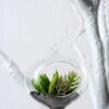 W:8.5cm H:10cm  Desert plant in glass (without string) GS-3030123