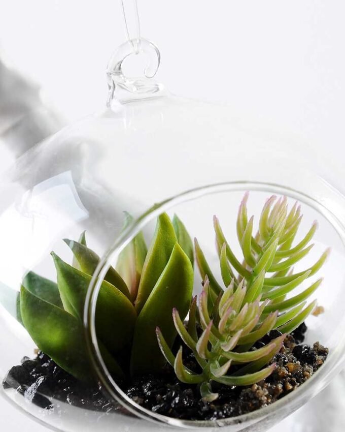 W:8.5cm H:10cm  Desert plant in glass (without string) GS-3030123