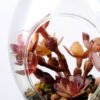 W:7cm H:12cm  Desert plant in glass (without string) GS-3030124