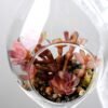 W:7cm H:12cm  Desert plant in glass (without string) GS-3030124
