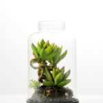 9.5*9.5*15cm Desert plant in grass pot GS-3030168