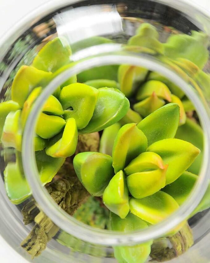 9.5*9 9.5*9.5*15cm Desert plant in grass pot GS-3030168