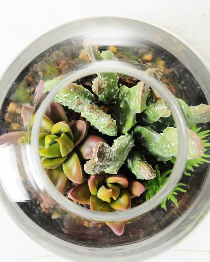 13*13*18cm Desert plant in grass pot GS-3030171