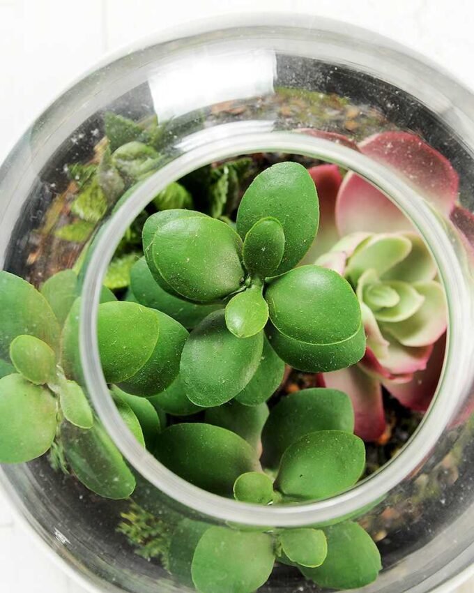 13*13*18cm Desert plant in grass pot GS-3030172