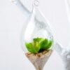 Dia.:9cm H:16cm Succulent Plant in Glass Ware GS-3030194