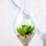 Dia.:9cm H:16cm Succulent Plant in Glass Ware GS-3030194